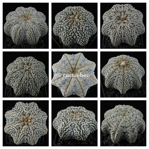 Semi grano astrophytum - 30,