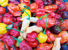 200 SEMI DI PEPERONCINO IN MIX 10 VARIETÀ SUPER PICCANTI