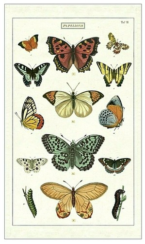 Cavallini asciugapiatti - cavallini,
