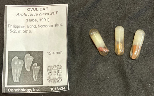 Ovulidae archivolva clava set - ovulidae,