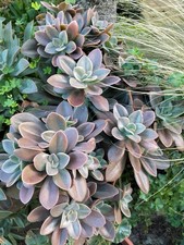 Graptopetalum paraguayense –