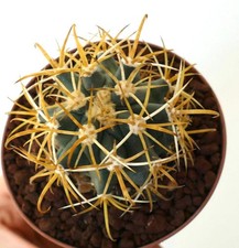 Ferocactus chrysacanthus