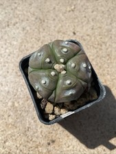 Astrophytum asterias kikko