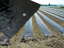 TELO PACCIAMATURA FORATO FILM