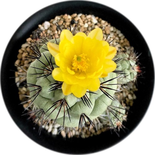 Ortegocactus macdougallii - ortegocactus,