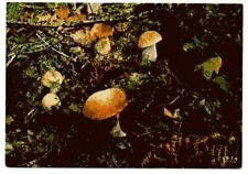 SAISON DES CHAMPIGNONS FUNGHI