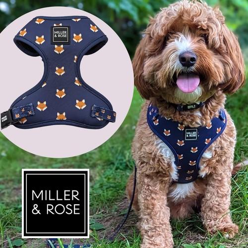 Miller rose hello - miller, fox'
