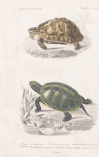 Testudo Tortue Mauritanica
