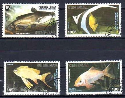 Animali pesci senegal - animali,