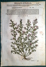 Stampa antica MATTIOLI