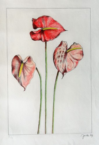Fabio failla anthurium - fabio,