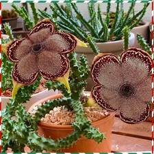 Edithcolea grandis Succulent