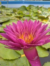 Bulbo di ninfea tropicale