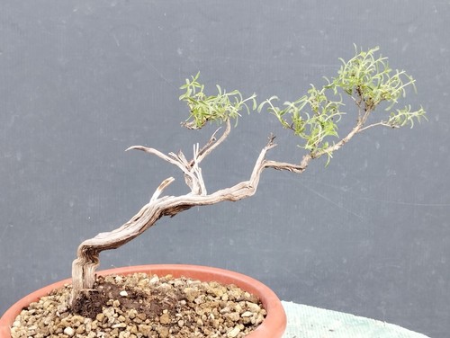 Bonsai timo mediterraneo - bonsai, di
