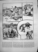 Antica Vecchia Stampa 1890