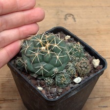 Coryphantha bumamma Vaso 7 cm