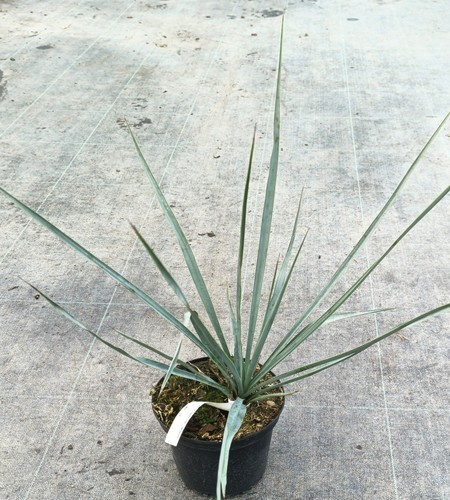 Yucca rigida - yucca,