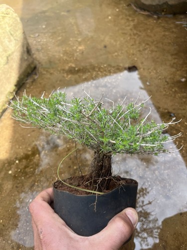 Bonsai timo macchia - bonsai, .