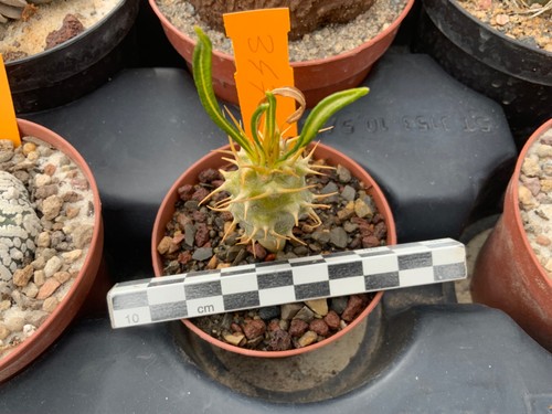 347 pachypodium ambongense - 347,