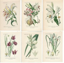 Stampe antiche SERIE 6 FIORI