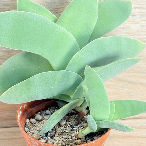 Crassula falcata pot - ,, 8cm