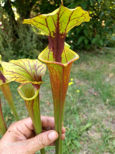 Sarracenia flava