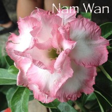 5 semi di Adenium obesum NAM