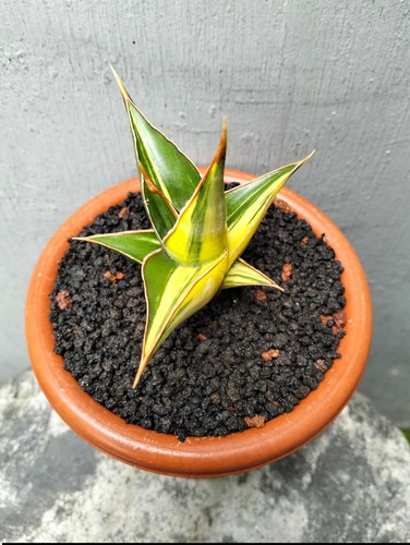 Sansevieria pinguicula suneo - pinguicula,