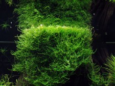 Pianta per acquario in vitro 1