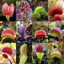 DIONAEA MUSCIPULA CULTIVAR MIX - PIANTA CARNIVORA, 20 semi SPEDIZIONE GRATUITA