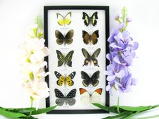 10 Farfalle splendidamente