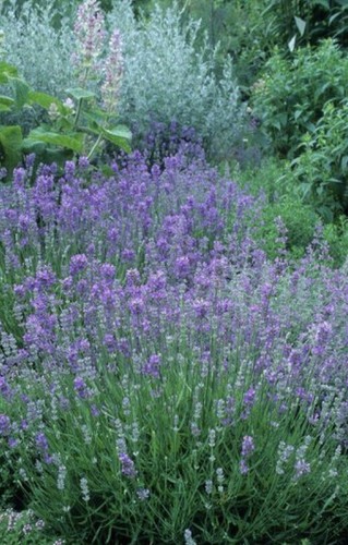600 lavanda inglese lavandula - 600+lavanda, inglese-lavandula