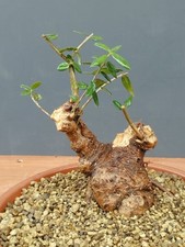 Bonsai Olivastro 16x10cm In