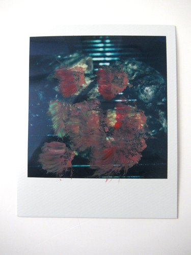 Araki polaroid originale - n.,