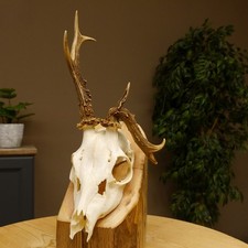 Corna di Cervo Grandi Cervi