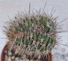 Carnegiea gigantea cristate RARE 