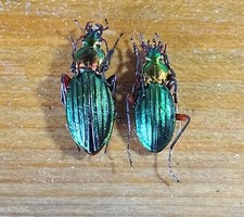 Coleoptera Carabidae  pair Carabus Auronitens  Auronit. (France)
