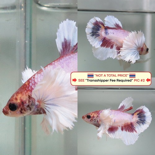 Live betta fish - fish, (thailandia)