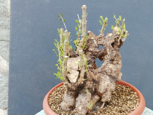 Bonsai olivastro 30x20cm - bonsai, in