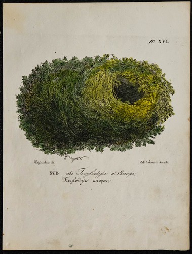 1830 nido del scricciolo - nido,