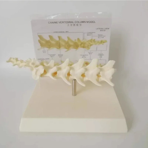 Modello colonna vertebrale
