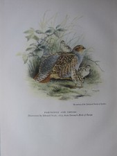 Stampa uccelli bellissima - di, ~