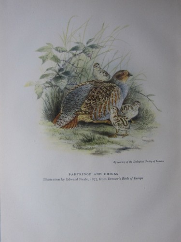 Stampa uccelli bellissima - stampa, ~