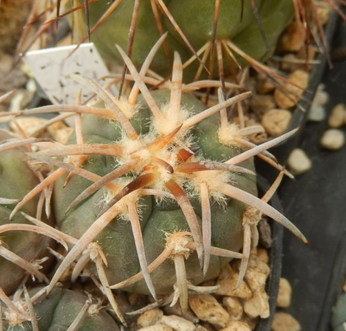 Gymnocalycium spegazzinii