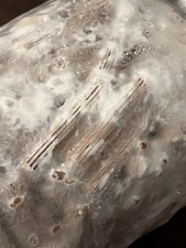 150 Tasselli Funghi Shiitake