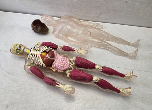 Modello anatomico che esplora