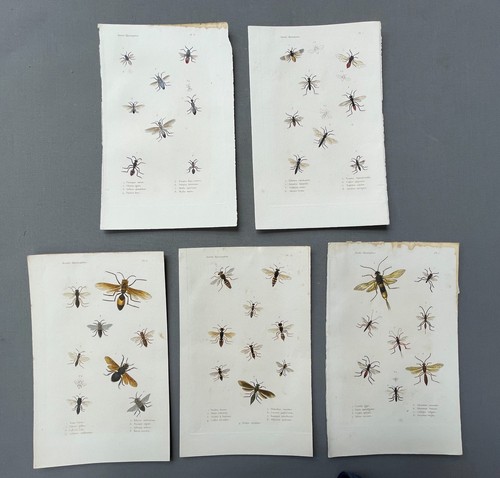 Storia naturale entomologia - storia,