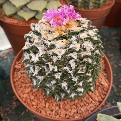 Ariocarpus fis bravoanus - fis.,