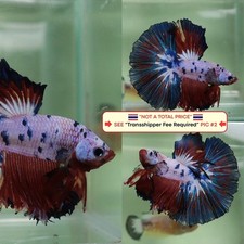 Live Betta Fish (Thailandia)