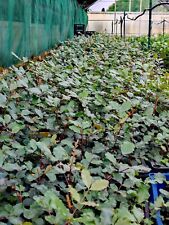 20 Piante Carrubo Vaso 7